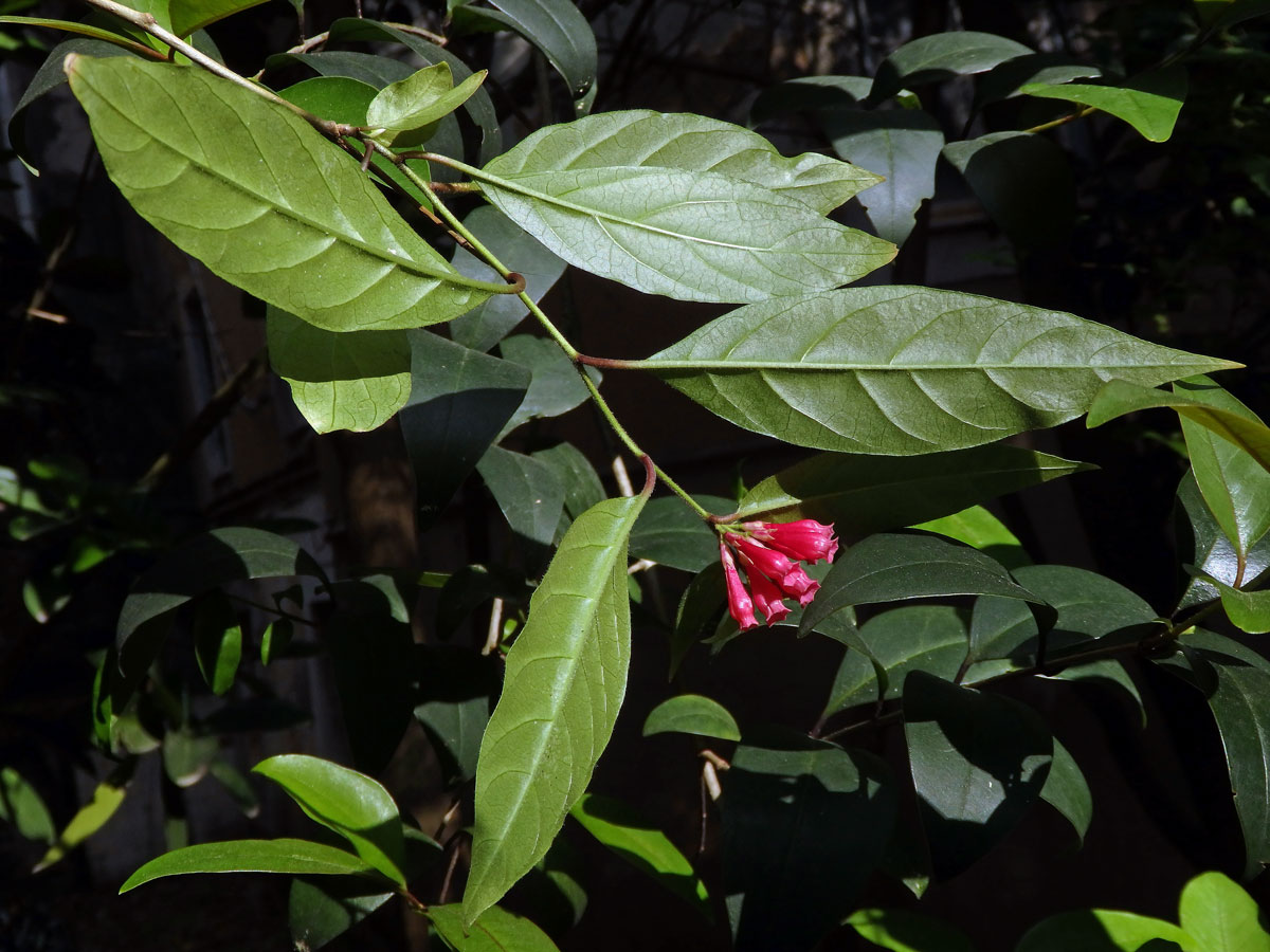 Kladivník (Cestrum fasiculatum (Schltdl.) Miers)