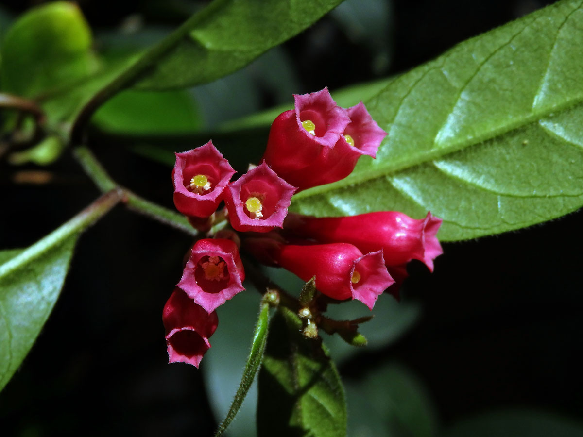 Kladivník (Cestrum fasiculatum (Schltdl.) Miers)