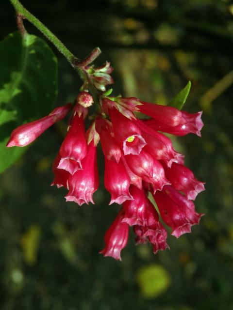 Kladivník (Cestrum fasiculatum (Schltdl.) Miers)