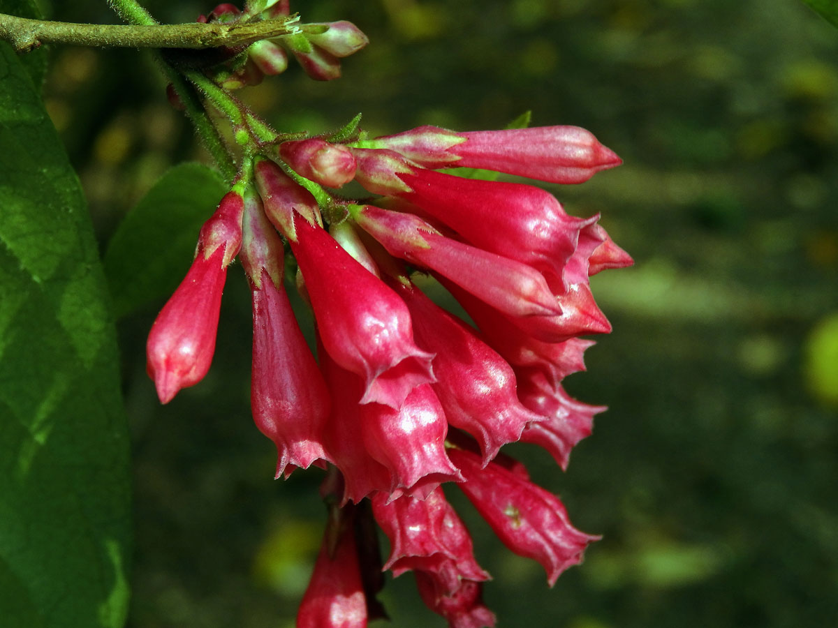 Kladivník (Cestrum fasiculatum (Schltdl.) Miers)