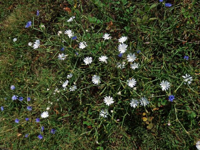Čekanka obecná (Cichorium intybus L.) - rostlina s bílými květy (11a)