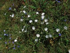 Čekanka obecná (Cichorium intybus L.) - rostlina s bílými květy (11a)