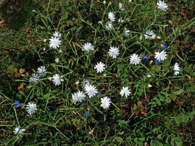 Čekanka obecná (Cichorium intybus L.) - rostlina s bílými květy (11b)