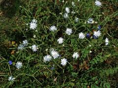 Čekanka obecná (Cichorium intybus L.) - rostlina s bílými květy (11b)