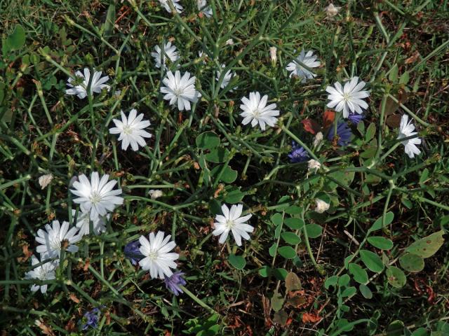 Čekanka obecná (Cichorium intybus L.) - rostlina s bílými květy (11c)