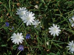 Čekanka obecná (Cichorium intybus L.) - rostlina s bílými květy (11e)