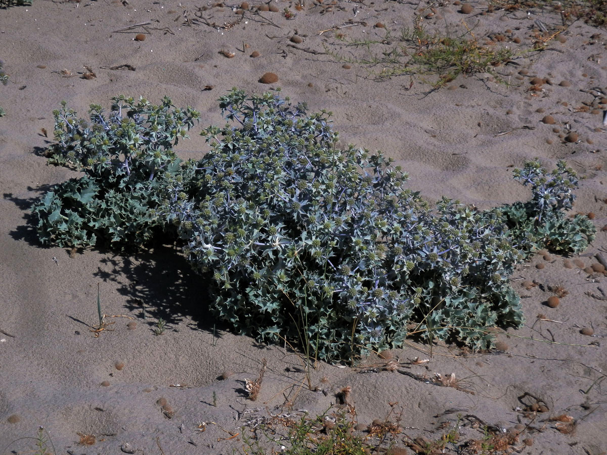 Máčka přímořská (Eryngium maritimum L.)