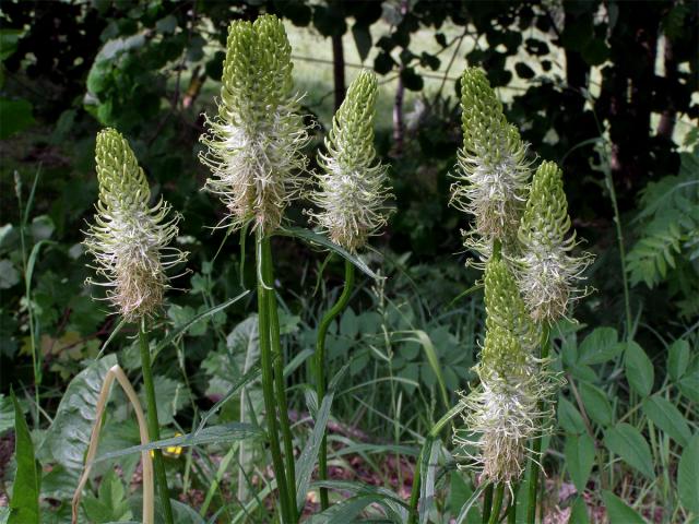 Zvonečník klasnatý (Phyteuma spicatum L.)