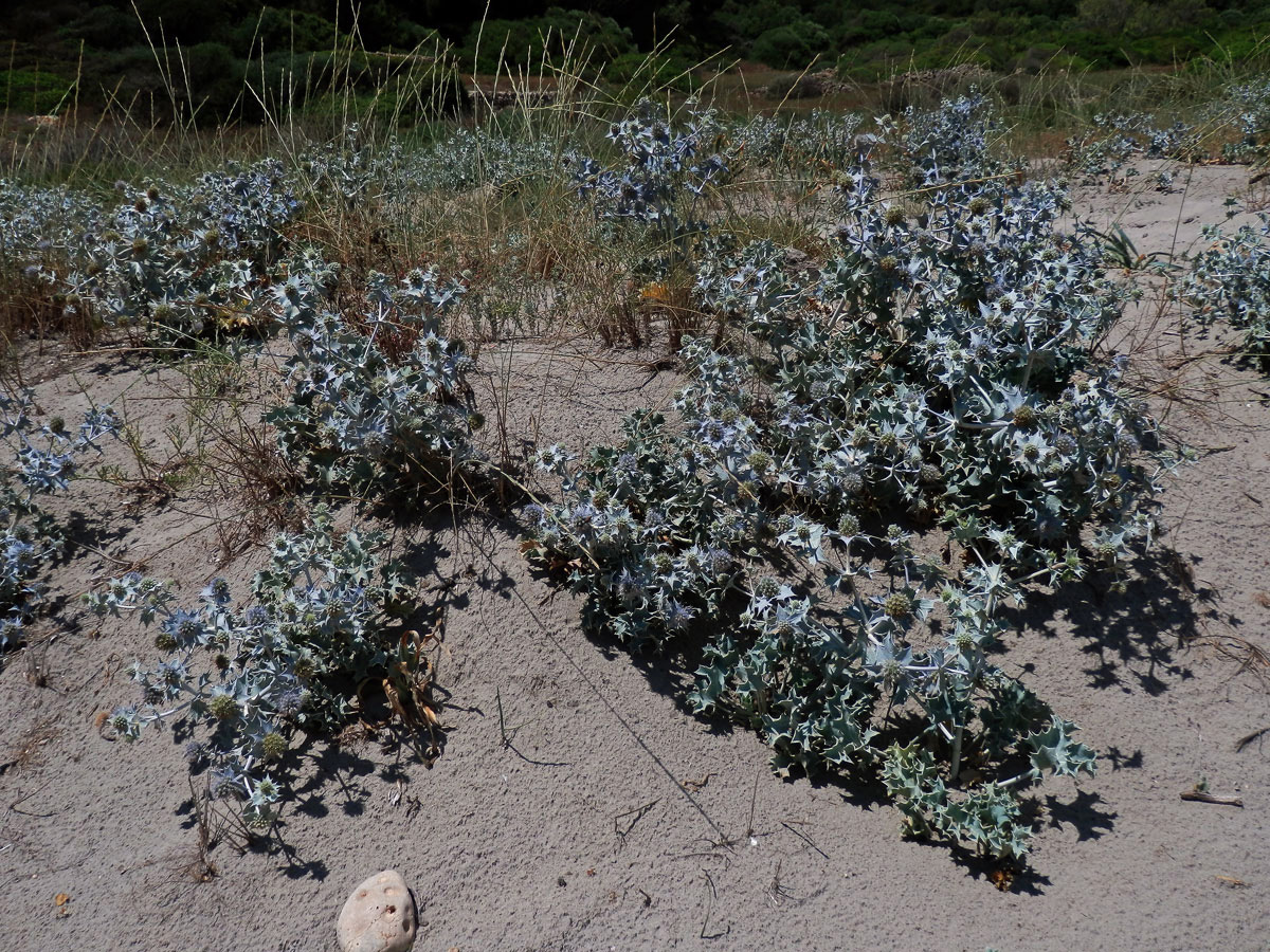 Máčka přímořská (Eryngium maritimum L.)