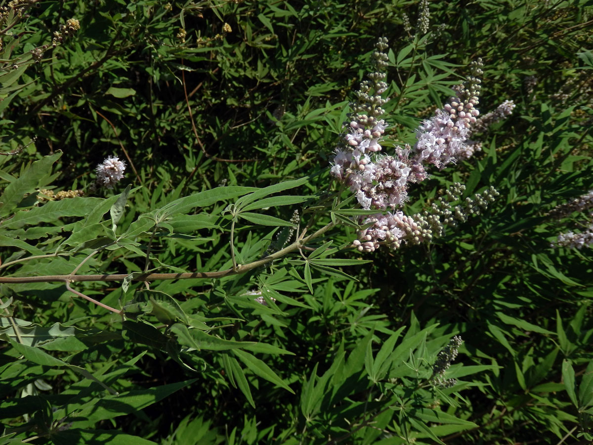 Drmek obecný (Vitex agnus-castus L.) s růžovými květy