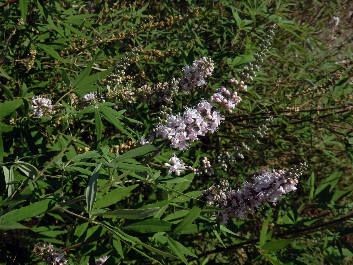 Drmek obecný (Vitex agnus-castus L.) s růžovými květy