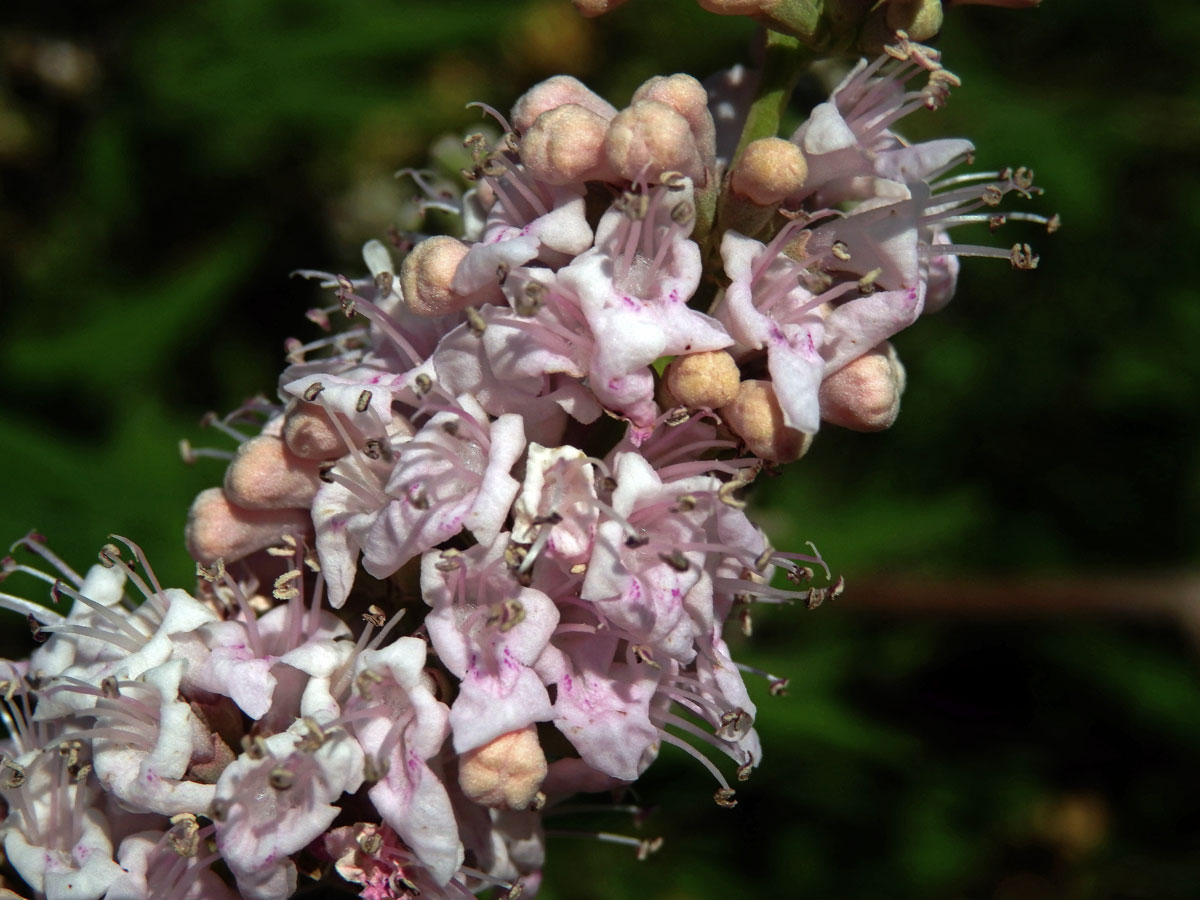 Drmek obecný (Vitex agnus-castus L.) s růžovými květy