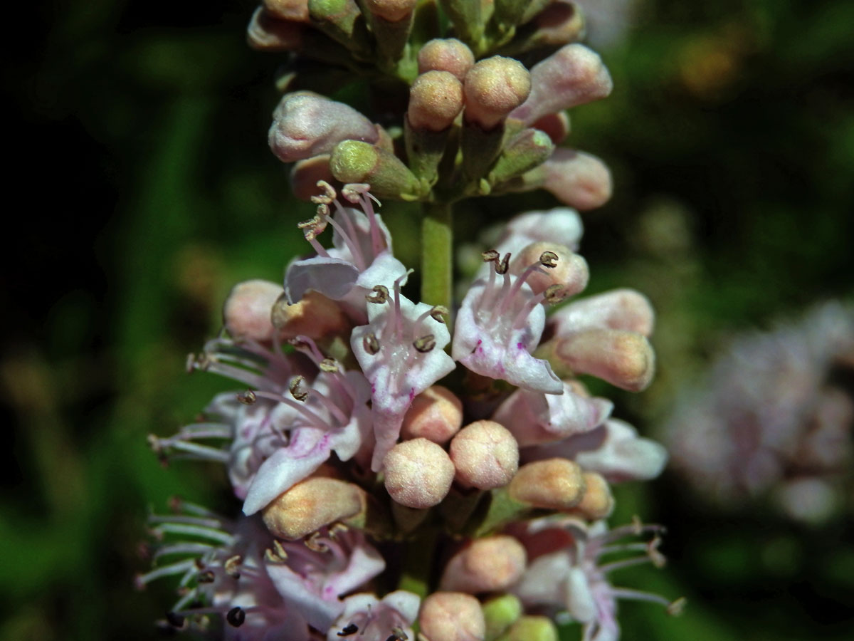 Drmek obecný (Vitex agnus-castus L.) s růžovými květy