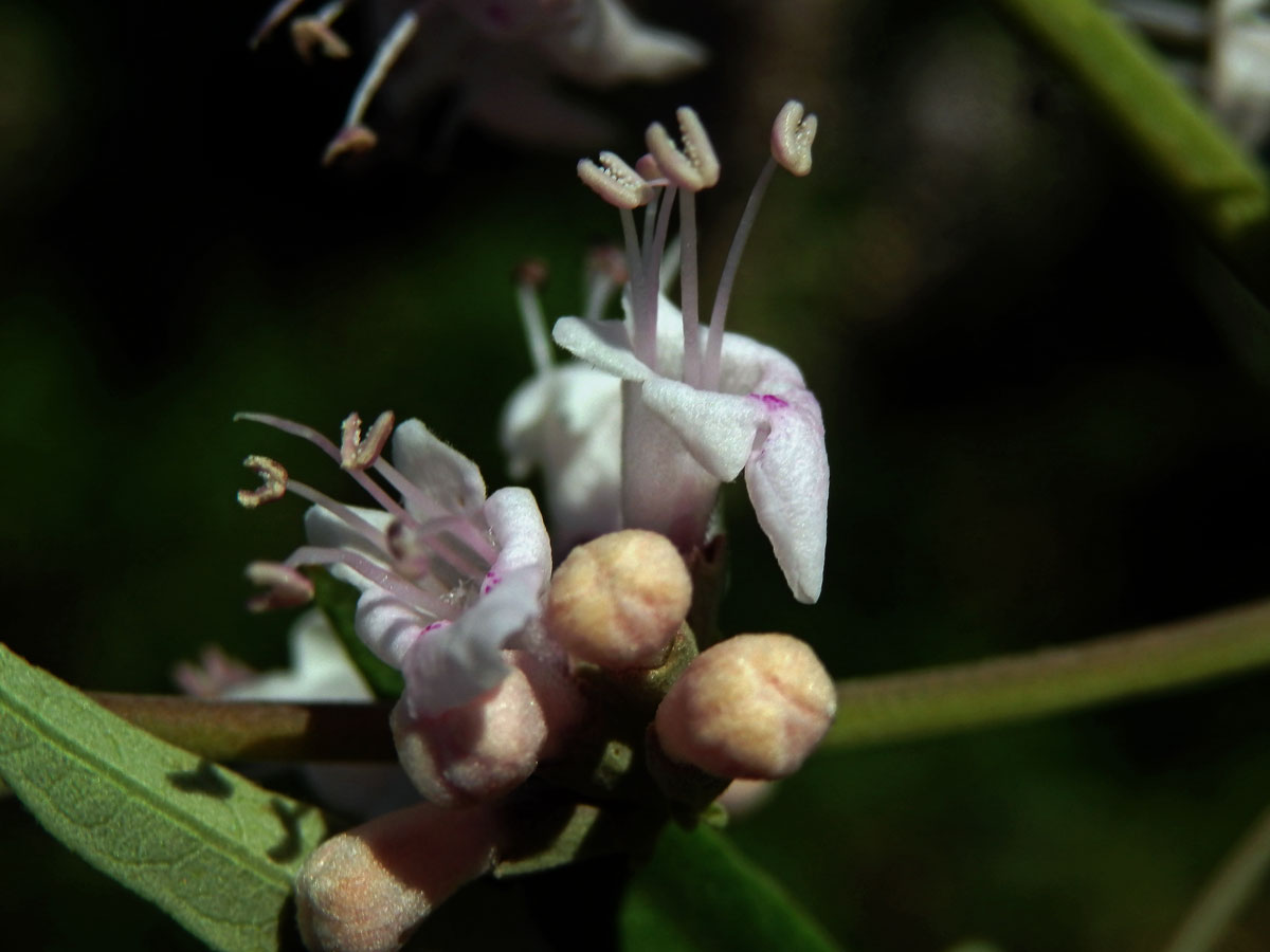 Drmek obecný (Vitex agnus-castus L.) s růžovými květy