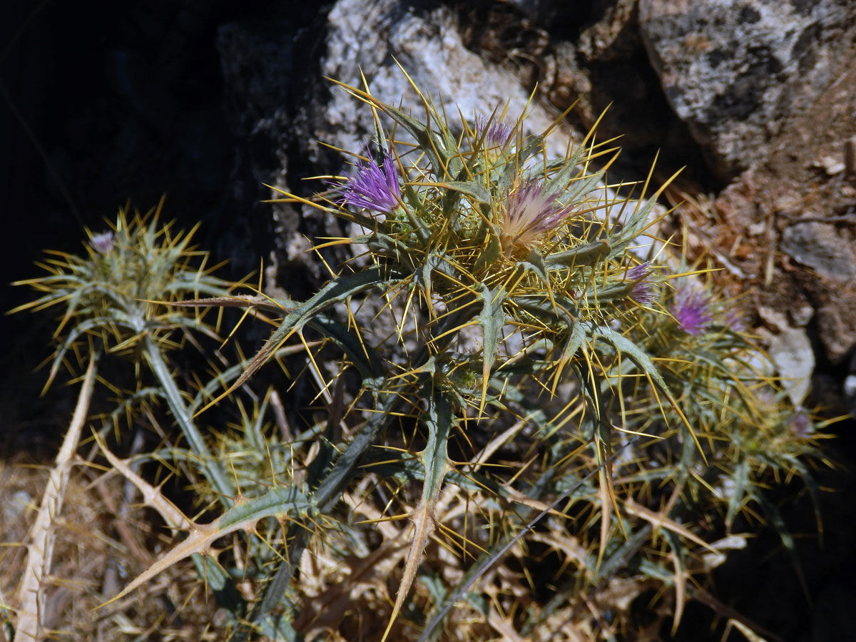 Picnomon acarna (L.) Cass.