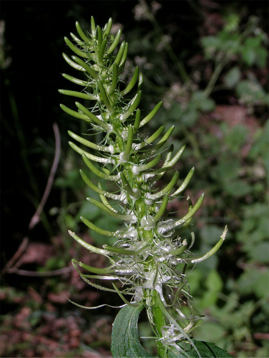 Zvonečník klasnatý (Phyteuma spicatum L.)