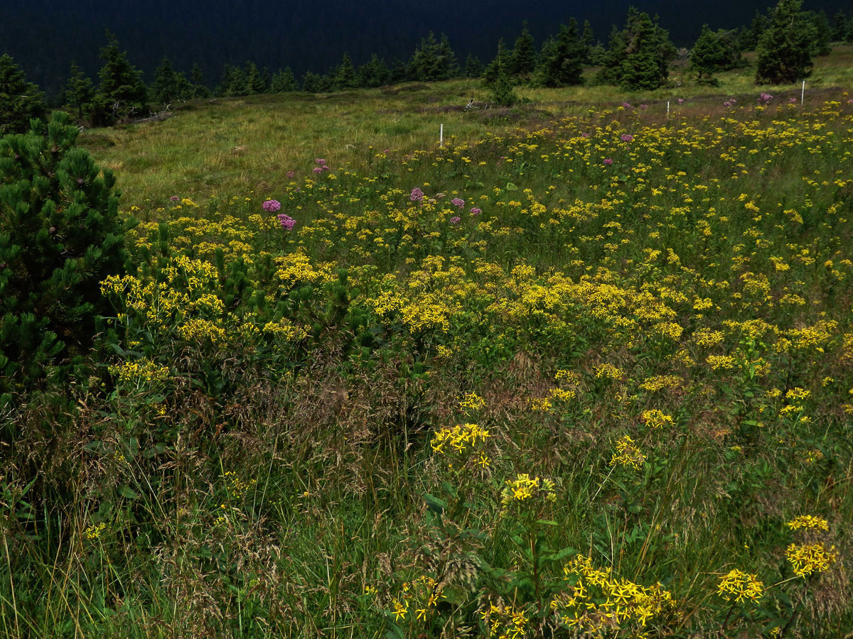 Starček hercynský (Senecio hercynicus Herborg)