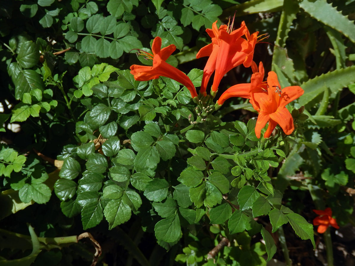 Tecoma capensis (Thunb.) Lindl.