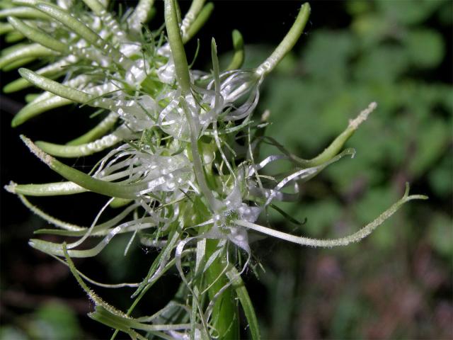 Zvonečník klasnatý (Phyteuma spicatum L.)