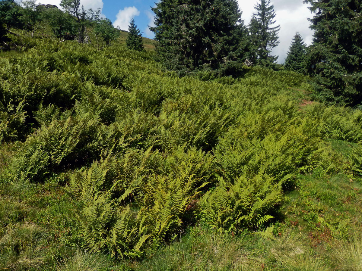 Papratka horská (Athyrium distentifolium Tausch ex Opiz)