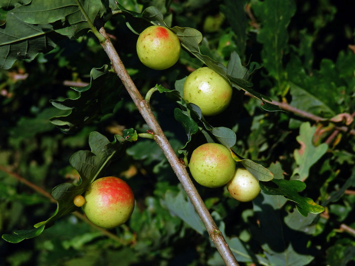 Hálka žlabatky dubové (Cynips quercusfolii)