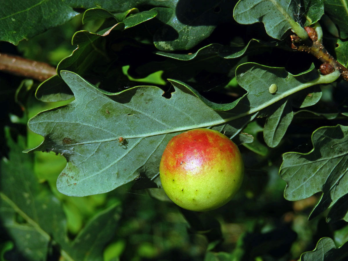 Hálka žlabatky dubové (Cynips quercusfolii)