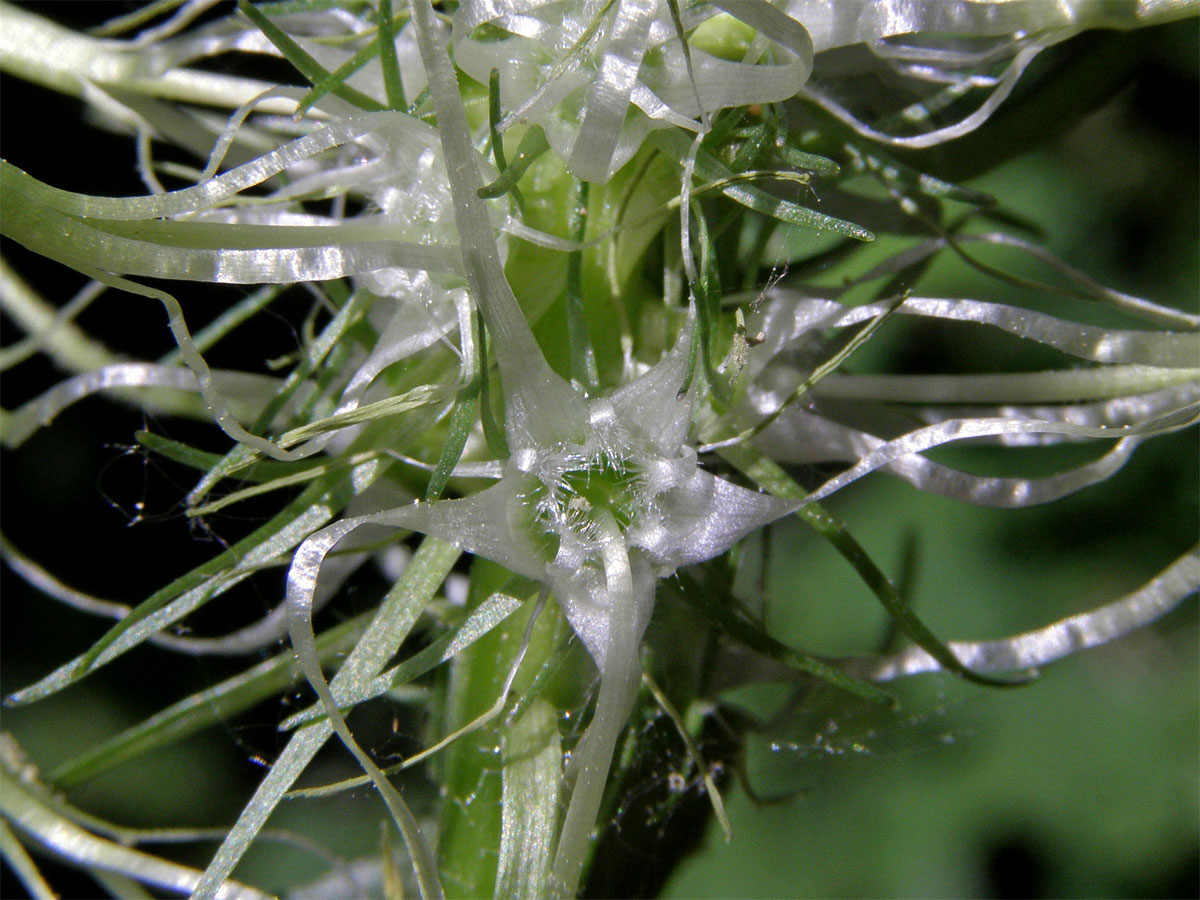 Zvonečník klasnatý (Phyteuma spicatum L.)