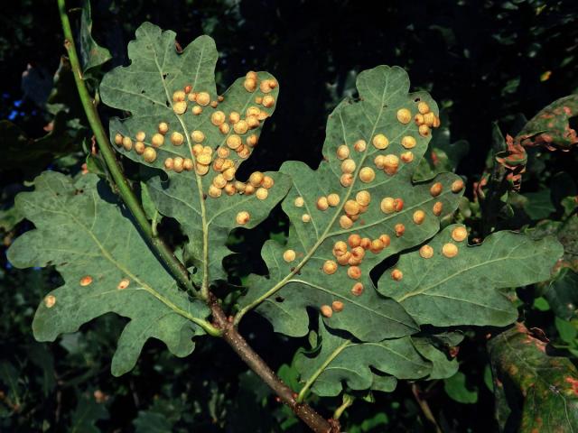 Hálky žlabatky hráškové (Neuroterus quercusbaccarum) - letní generace