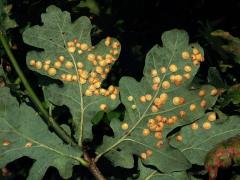 Hálky žlabatky hráškové (Neuroterus quercusbaccarum) - letní generace