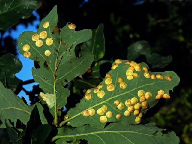 Hálky žlabatky hráškové (Neuroterus quercusbaccarum) - letní generace