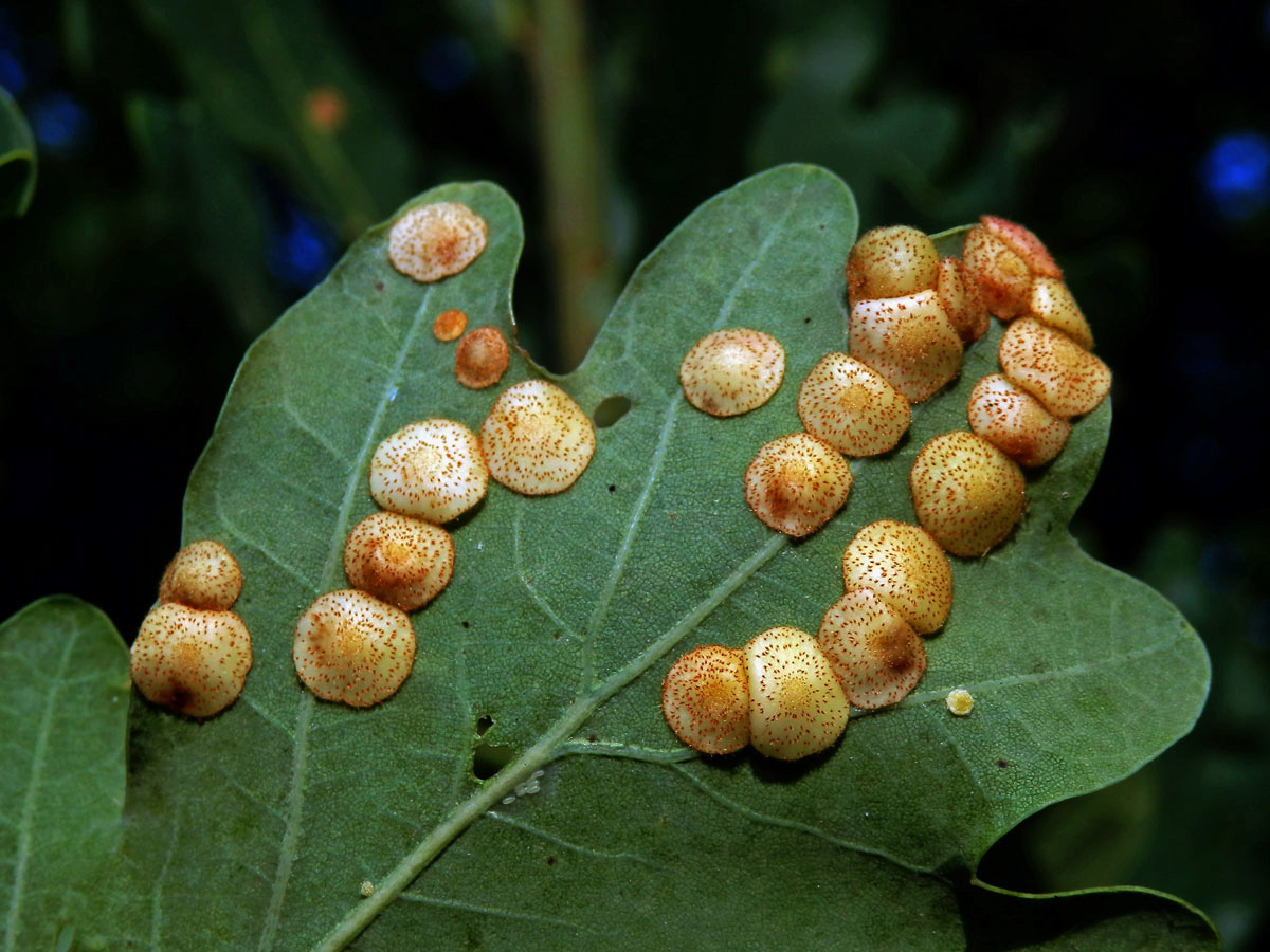 Hálky žlabatky hráškové (Neuroterus quercusbaccarum) - letní generace