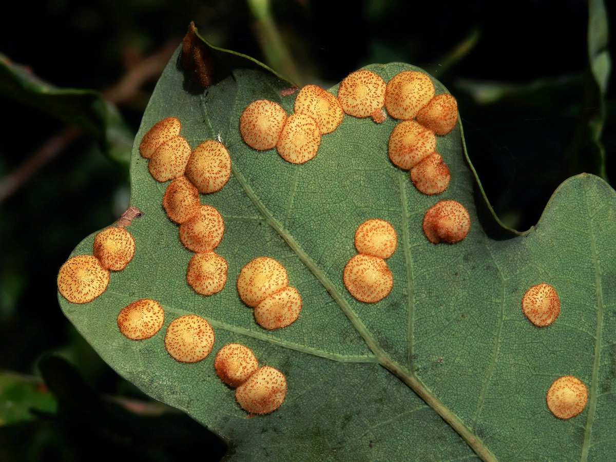 Hálky žlabatky hráškové (Neuroterus quercusbaccarum) - letní generace