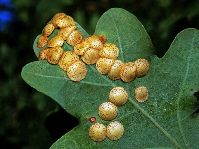 Hálky žlabatky hráškové (Neuroterus quercusbaccarum) - letní generace