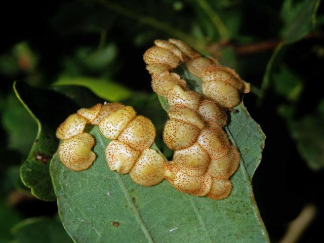 Hálky žlabatky hráškové (Neuroterus quercusbaccarum) - letní generace