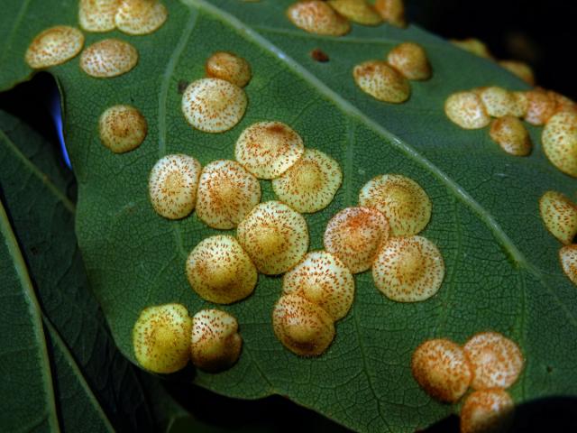 Hálky žlabatky hráškové (Neuroterus quercusbaccarum) - letní generace