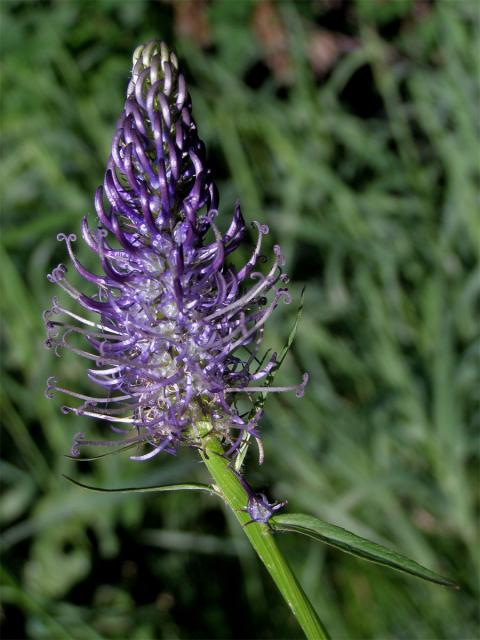 Zvonečník klasnatý (Phyteuma spicatum L.)