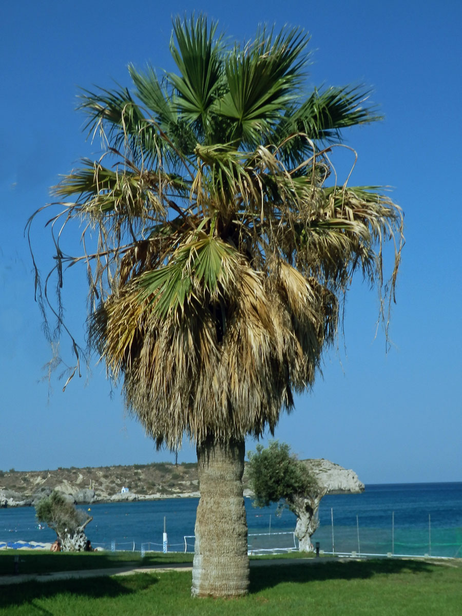 Washingtonie (Washingtonia robusta H. Wendl.)