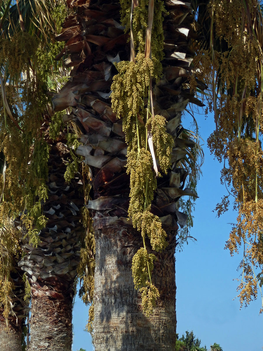 Washingtonie (Washingtonia robusta H. Wendl.)