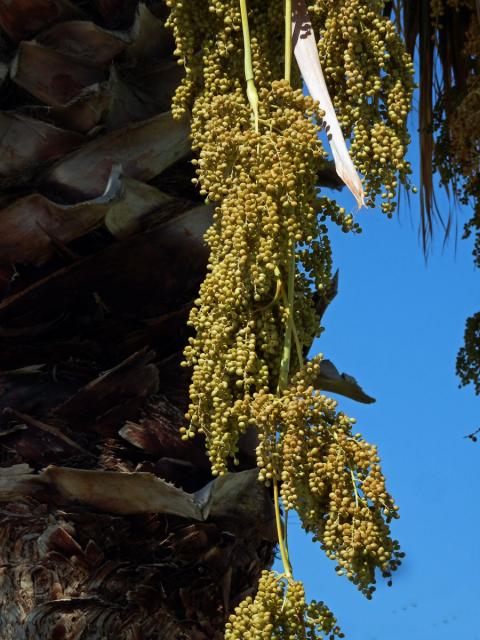 Washingtonie (Washingtonia robusta H. Wendl.)