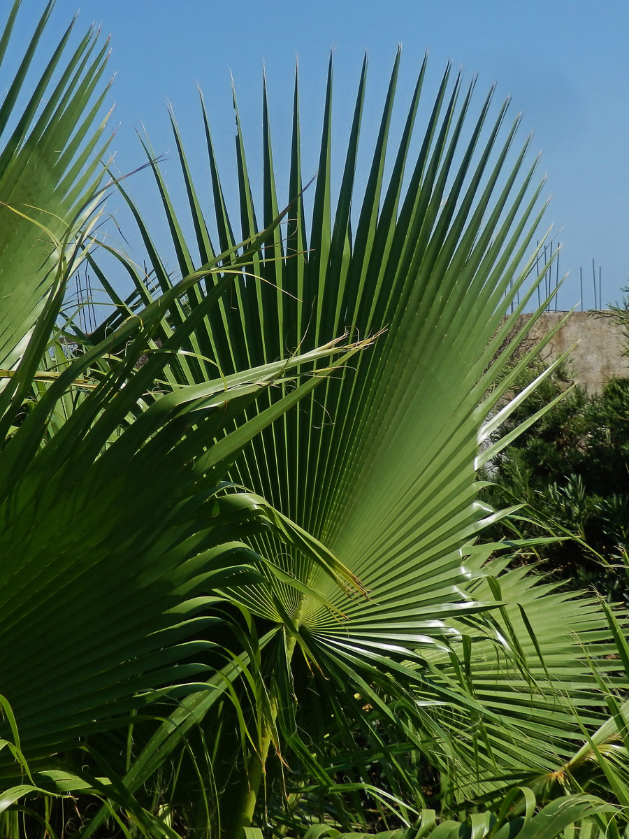 Washingtonie (Washingtonia robusta H. Wendl.)