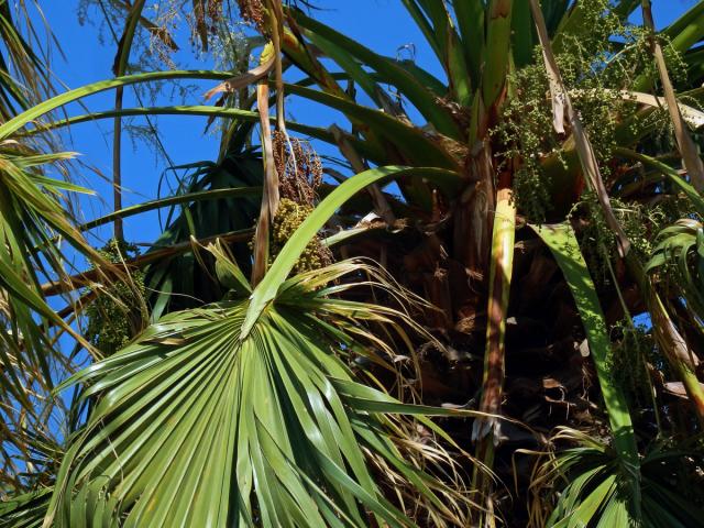 Washingtonie (Washingtonia robusta H. Wendl.)