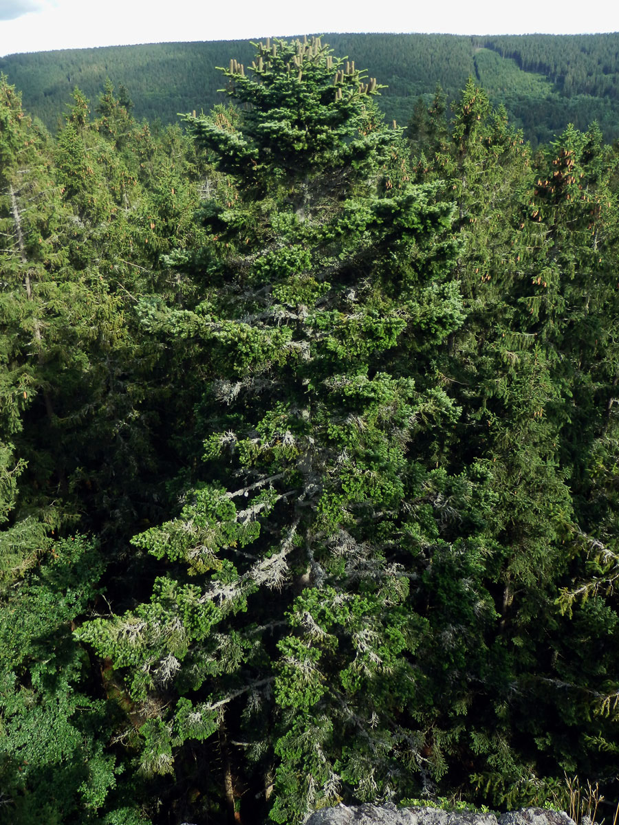 Jedle bělokorá (Abies alba Mill.)