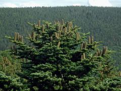 Jedle bělokorá (Abies alba Mill.)