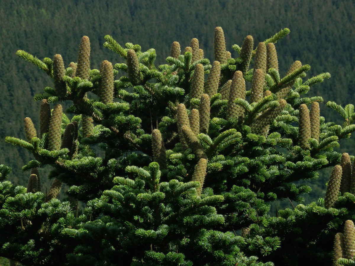 Jedle bělokorá (Abies alba Mill.)