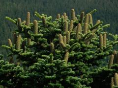 Jedle bělokorá (Abies alba Mill.)