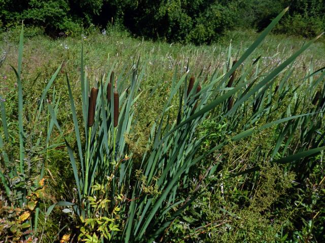 Orobinec širolistý (Typha latifolia L.)