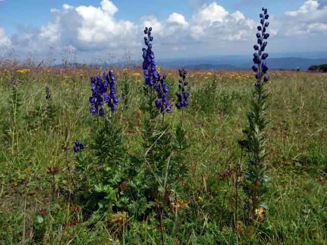 Oměj šalamounek (Aconitum plicatum Rchb.)