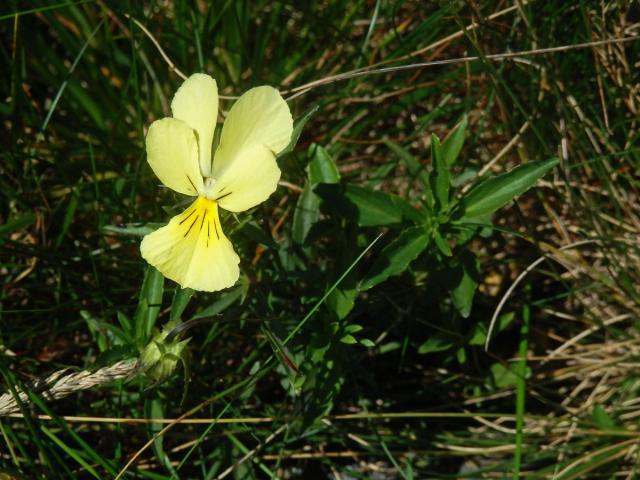 Violka žlutá (Viola lutea Huds.)