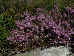 Vřes obecný (Calluna vulgaris (L.) Hull)