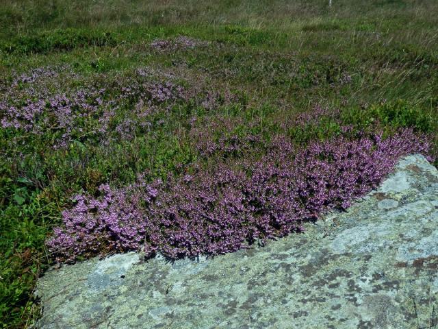 Vřes obecný (Calluna vulgaris (L.) Hull)